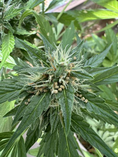 Outdoor - Rock Machine. Week 10