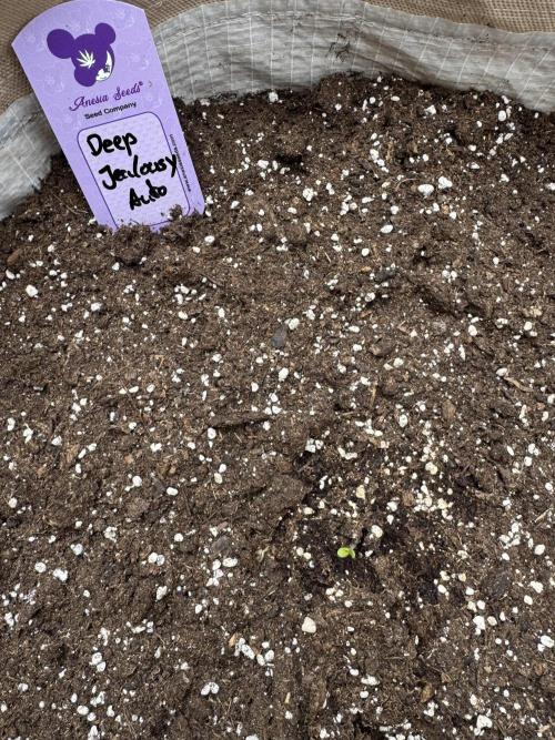 Outdoor - Deep Jealousy. Week 0