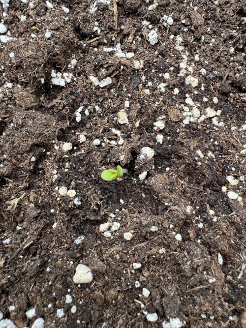 Outdoor - Deep Jealousy. Week 0