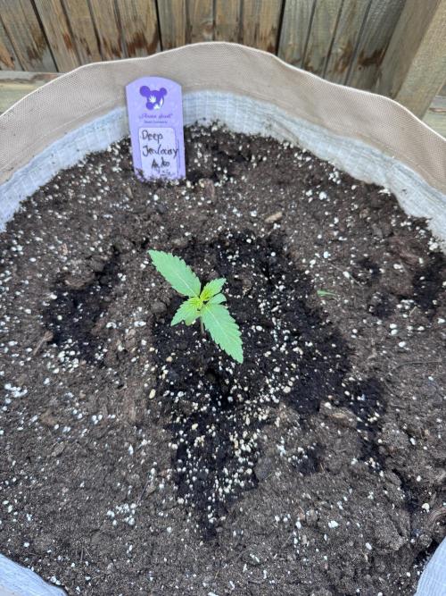 Outdoor - Deep Jealousy. Week 1