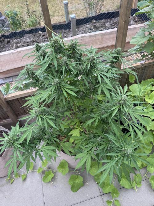 Outdoor - Rock Machine. Week 11