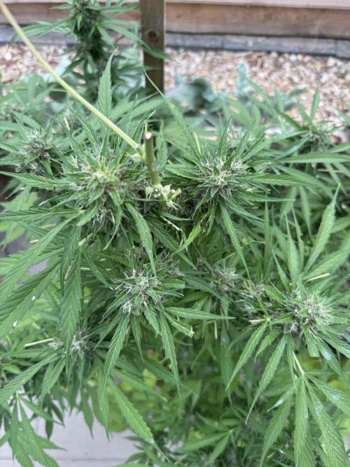 Outdoor - Rock Machine. Week 11