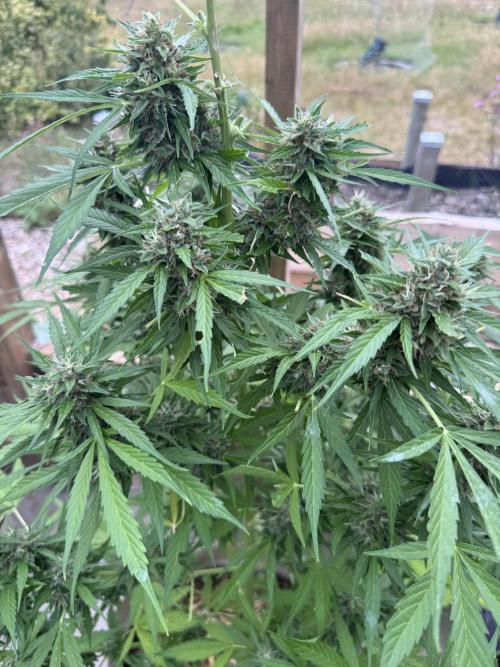 Outdoor - Rock Machine. Week 11