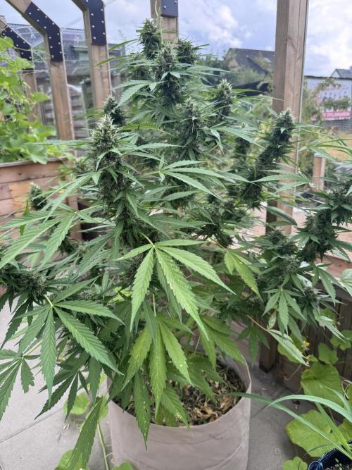 Outdoor - Rock Machine. Week 11