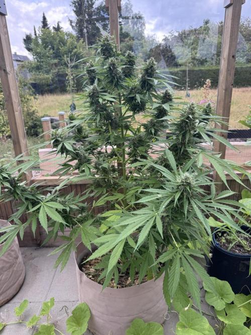Outdoor - Rock Machine. Week 11