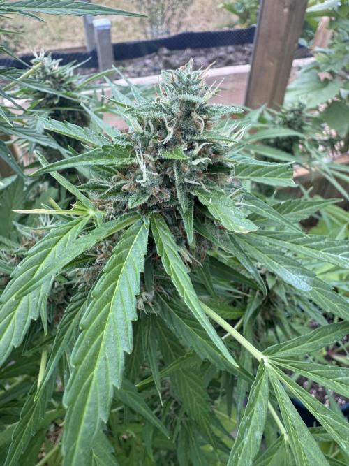 Outdoor - Rock Machine. Week 11