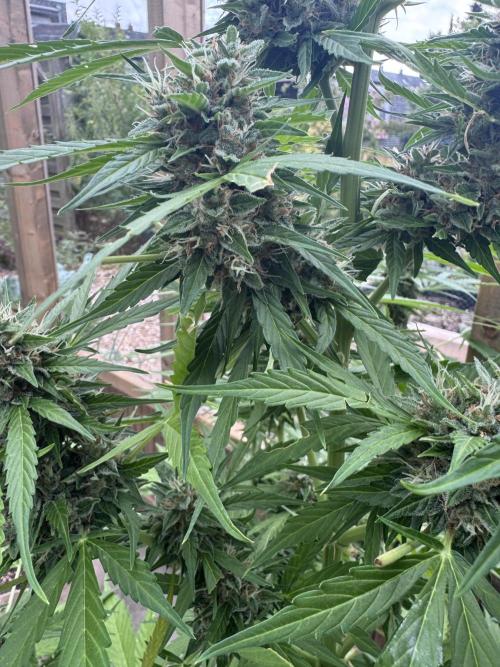 Outdoor - Rock Machine. Week 11