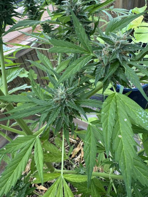 Outdoor - Rock Machine. Week 11