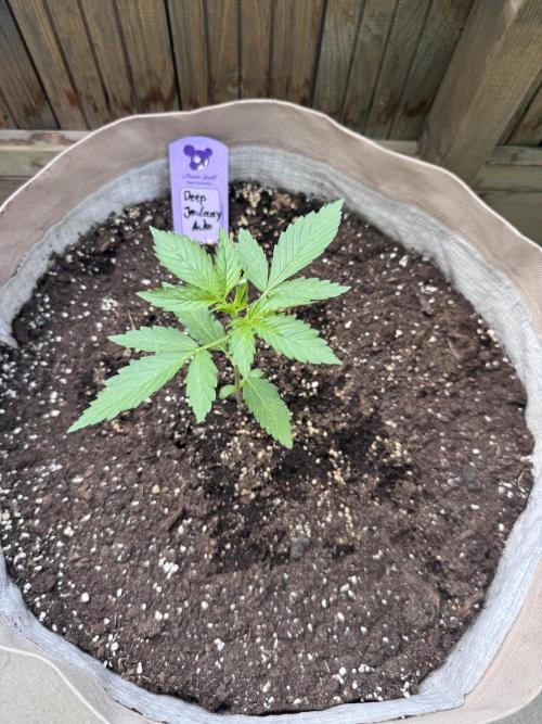 Outdoor - Deep Jealousy. Week 2