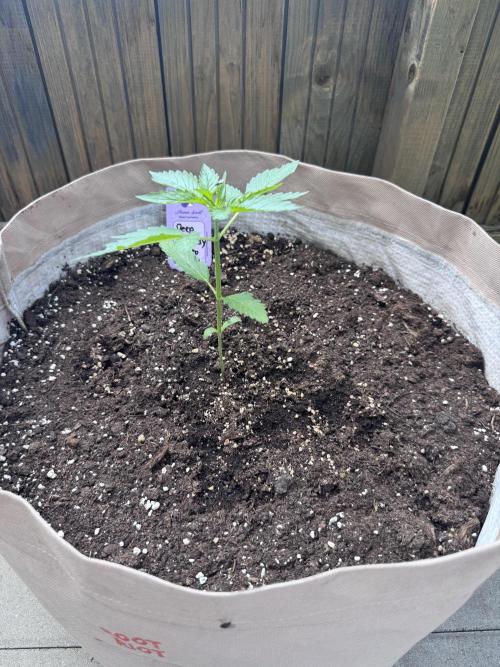 Outdoor - Deep Jealousy. Week 2