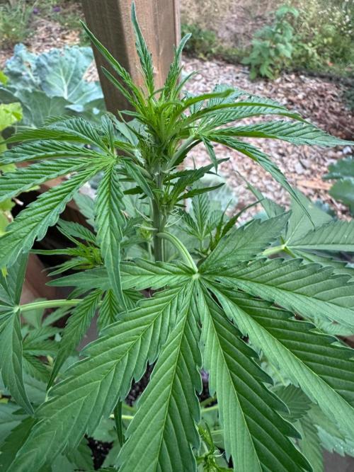 Outdoor - Deep Jealousy. Week 4