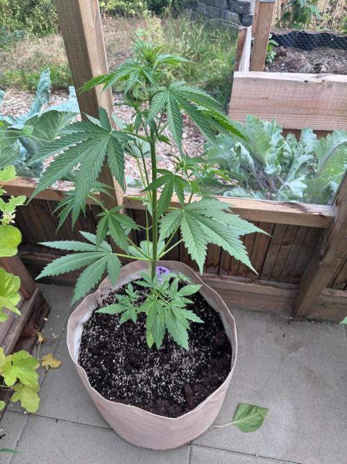 Outdoor - Deep Jealousy. Week 4