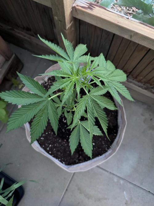 Outdoor - Deep Jealousy. Week 3