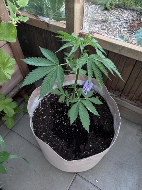 Outdoor - Deep Jealousy. Week 3