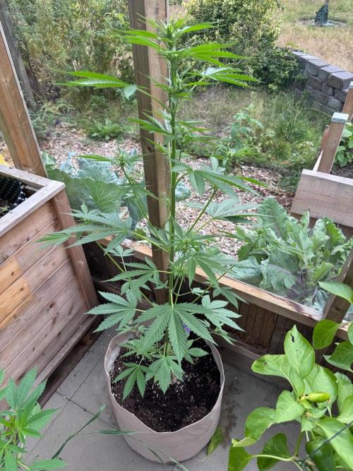 Outdoor - Deep Jealousy. Week 5