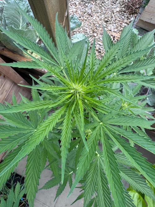 Outdoor - Deep Jealousy. Week 5