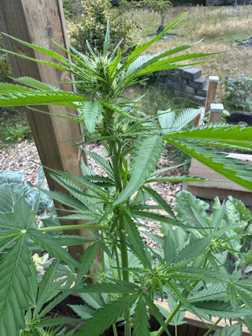 Outdoor - Deep Jealousy. Week 5
