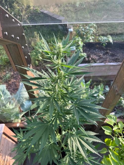 Outdoor - Deep Jealousy. Week 6