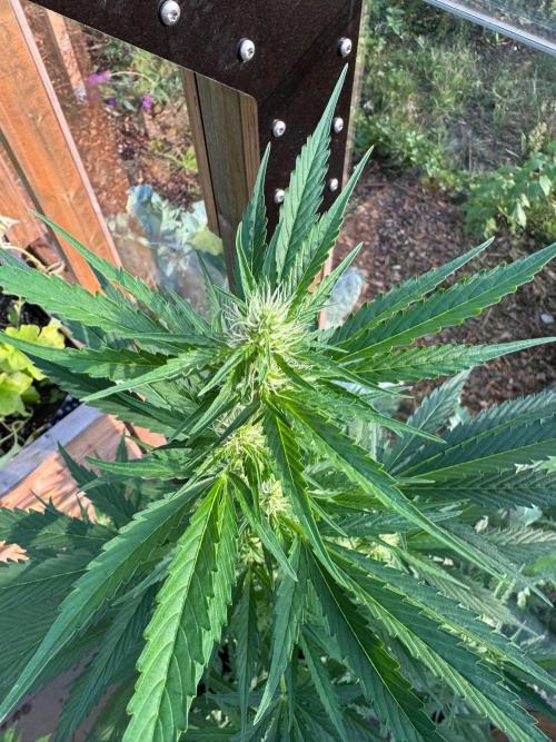Outdoor - Deep Jealousy. Week 6