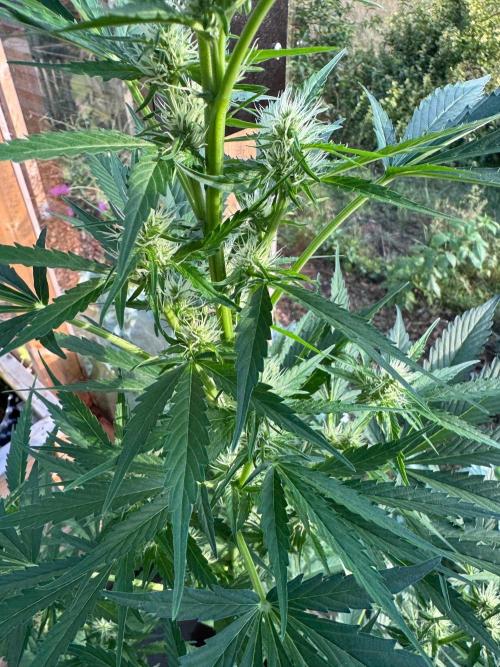 Outdoor - Deep Jealousy. Week 6