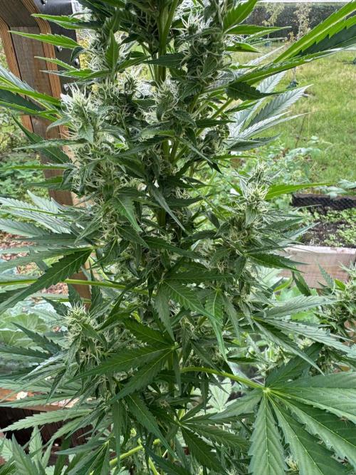Outdoor - Deep Jealousy. Week 8