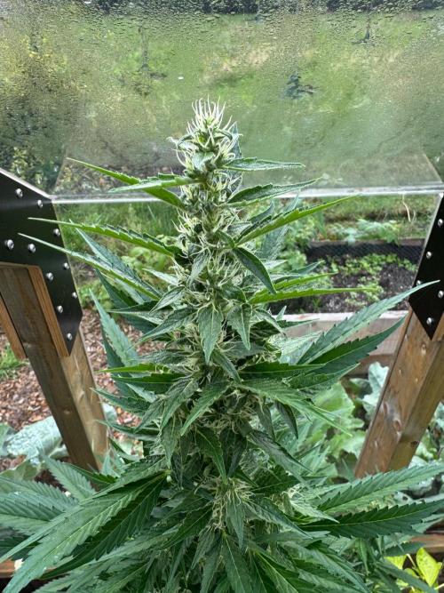 Outdoor - Deep Jealousy. Week 8