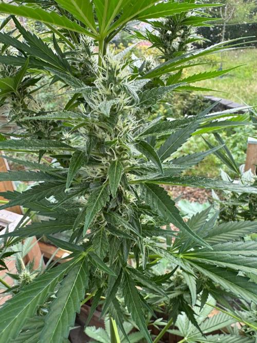 Outdoor - Deep Jealousy. Week 8