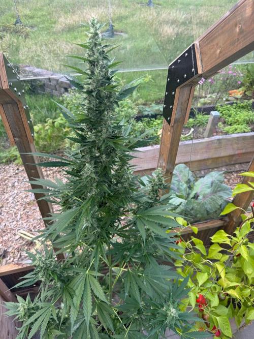 Outdoor - Deep Jealousy. Week 9
