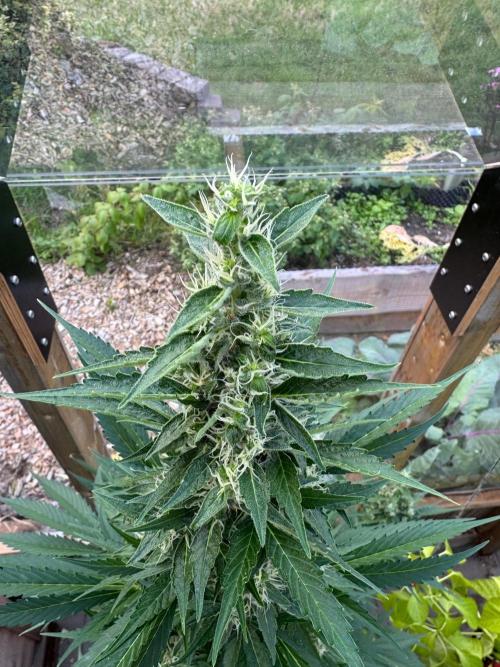 Outdoor - Deep Jealousy. Week 9