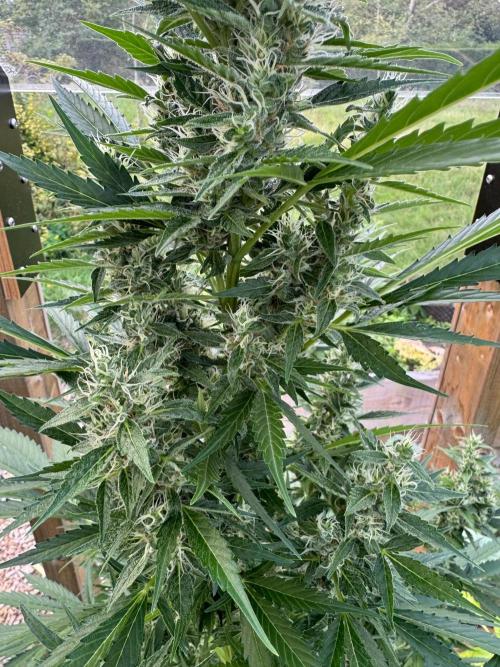 Outdoor - Deep Jealousy. Week 9