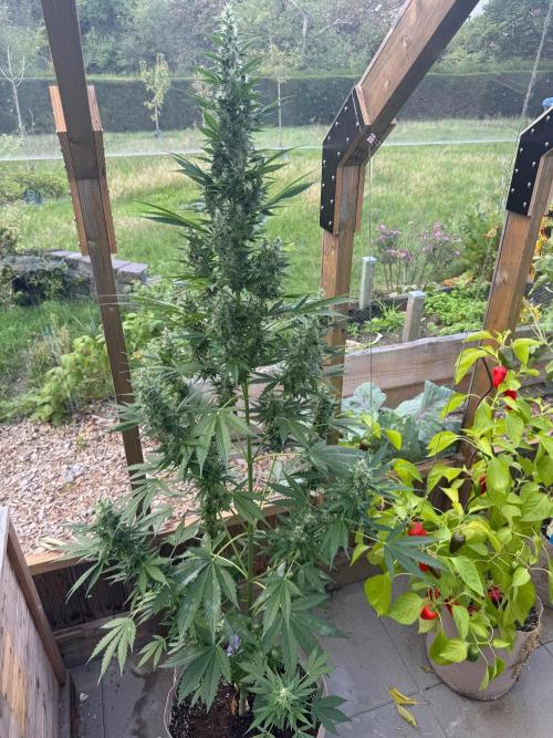 Outdoor - Deep Jealousy. Week 9