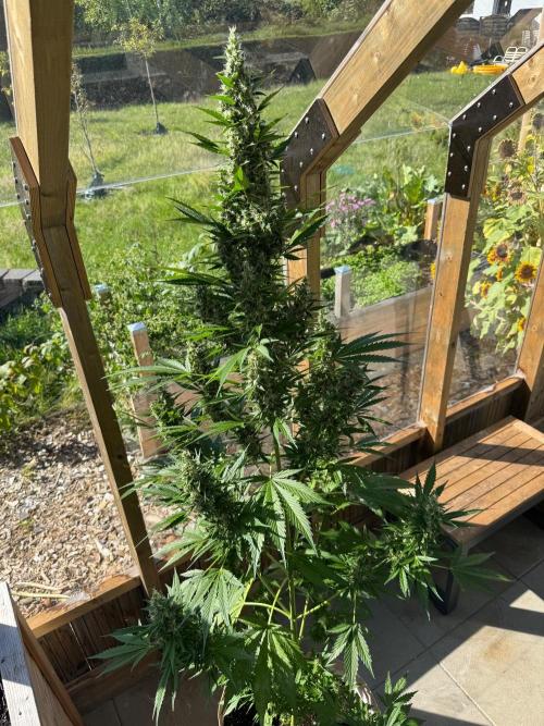 Outdoor - Deep Jealousy. Week 10