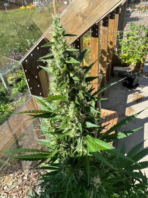 Outdoor - Deep Jealousy. Week 10