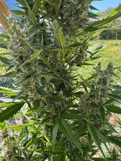 Outdoor - Deep Jealousy. Week 10