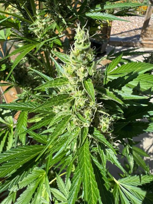 Outdoor - Deep Jealousy. Week 10