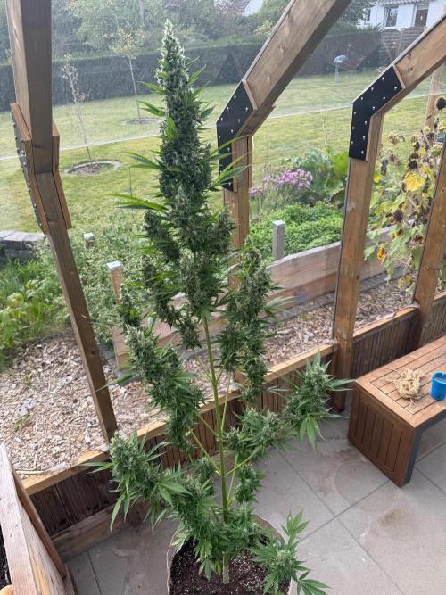 Outdoor - Deep Jealousy. Week 11
