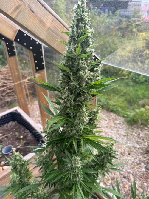 Outdoor - Deep Jealousy. Week 11