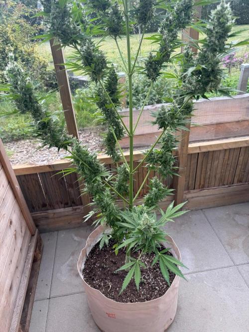 Outdoor - Deep Jealousy. Week 11
