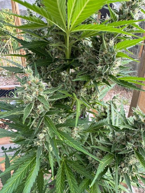 Outdoor - Deep Jealousy. Week 11