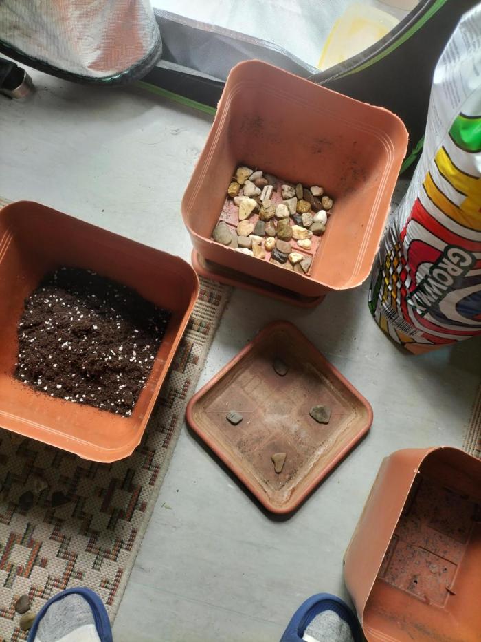 Break the pot. Week 0 - two finger thick amount of stones on the ground, floraguard growmix earth on top
