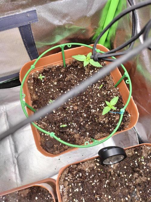 Break the pot. Week 1 - 03.03.26 every seedling has broken through the top layer and is starting to settle in