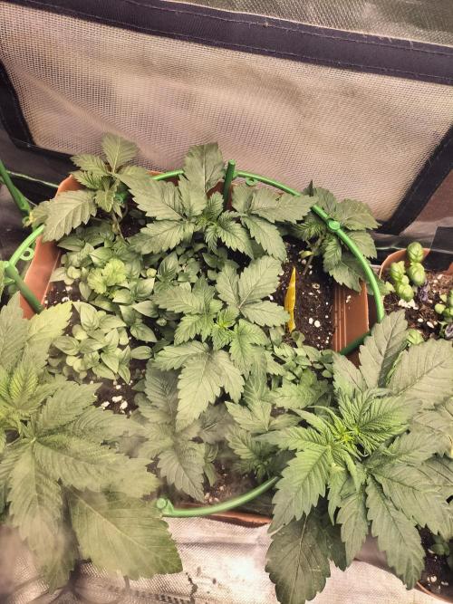 Break the pot. Week 1 - one week later they started thickening and hustling for light