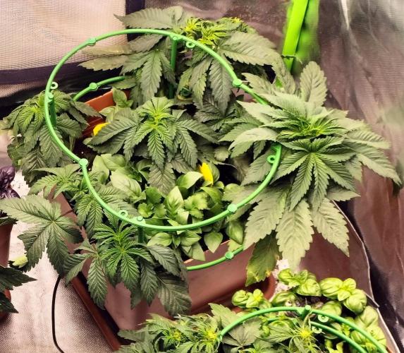 Break the pot. Week 3 - spreading them apart with plant spacers