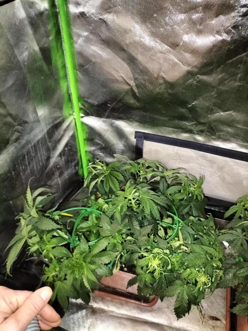 Break the pot. Week 4 -  defoil right before turning off the lights