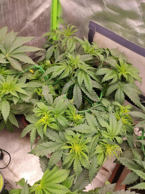Break the pot. Week 4 - after 16h of light