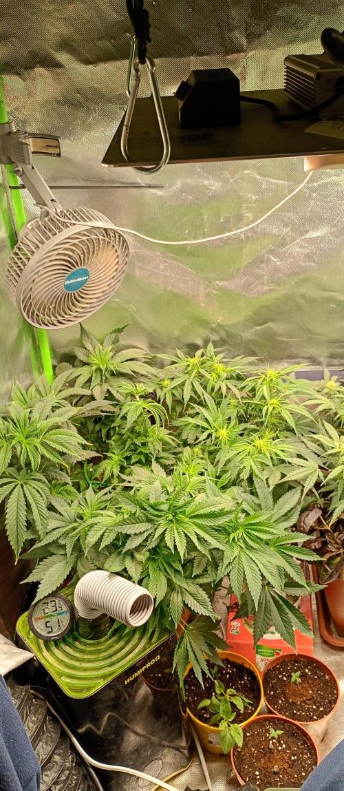 Break the pot. Week 6 - the culling for light canopy left me distraught