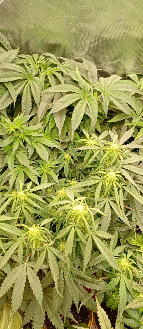 Break the pot. Week 7