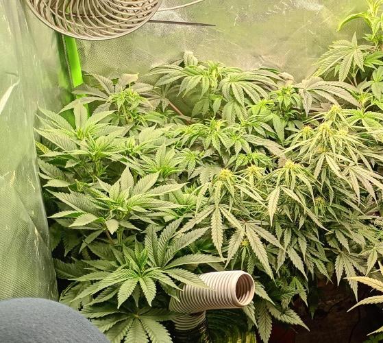 Break the pot. Week 7
