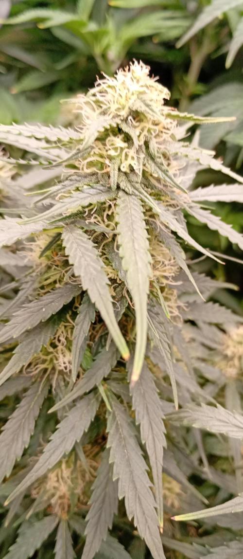 Break the pot. Week 8