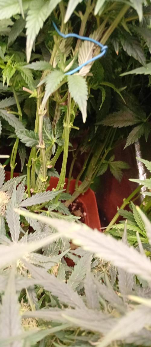 Break the pot. Week 8 - will need to get some o the leftover leaves out of there